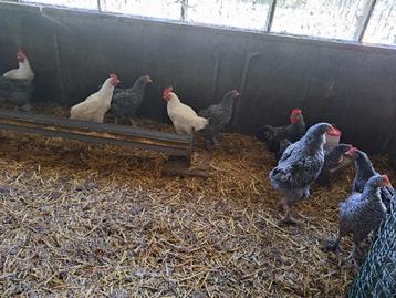 Hanen om te kweken / slachten + evt koppel of trio beschikbaar voor biedingen