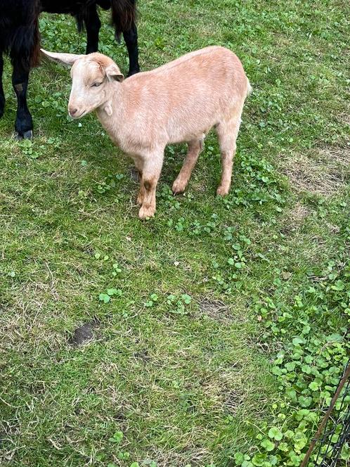 Jong geitje te koop, Dieren en Toebehoren, Schapen, Geiten en Varkens, Geit, Vrouwelijk, 0 tot 2 jaar