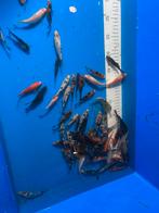 Jonge europese koi’s, Dieren en Toebehoren, Karper of Koi