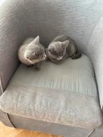 Britse korthaar kittens., Meerdere dieren, Gechipt, 0 tot 2 jaar