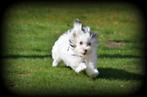 Maltipoo pups, België, Maltezer, CDV (hondenziekte), 8 tot 15 weken