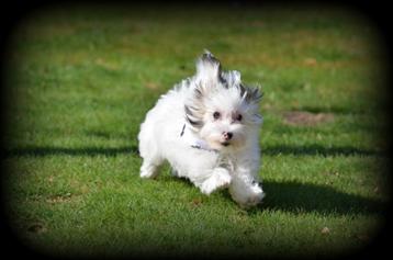 Maltipoo pups beschikbaar voor biedingen