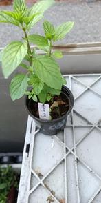 Jessica's Sweet Pear Munt, Vaste plant, Ophalen of Verzenden, Halfschaduw, Kruiden