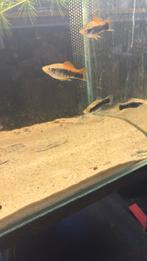 Zwaarddragers tekoop, Dieren en Toebehoren, Vis, Zoetwatervis