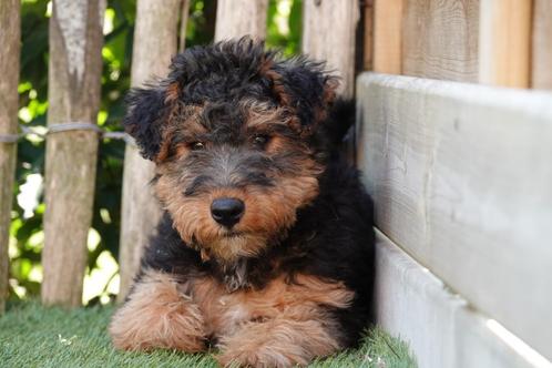 Prachtige Welsh Terriër pups (ouders aanwezig), Dieren en Toebehoren, Honden | Jack Russells en Terriërs, Meerdere dieren, Overige rassen
