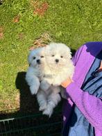 Maltezer pups 2 reutjes geb 19/11/25 2,5 maand oud, Parvo, België, Maltezer, Reu