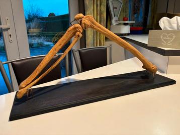 Anatomisch model menselijk been skelet, Enlèvement ou Envoi