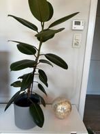Kamerplant Ficus elastica, Ophalen, Ficus