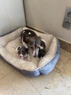 Prachtig jack russel reutje, Dieren en Toebehoren, Honden | Jack Russells en Terriërs, België, Fokker | Hobbymatig, Jack Russell Terriër