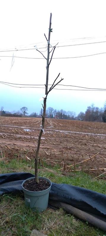 Liquidambar Worplesdon va 150cm beschikbaar voor biedingen