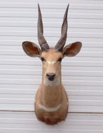 Opgezette KOP BUSHBUCK antilope, Ophalen, Zo goed als nieuw, Wild dier, Opgezet dier