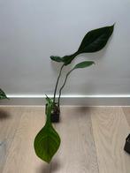 Philodendron Joeppii XL, Huis en Inrichting, Kamerplanten, Ophalen of Verzenden