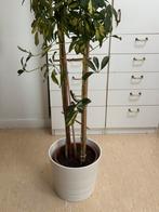 Grande plante d’intérieur, Autres espèces, En pot, Plein soleil, Enlèvement