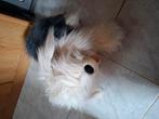 Vintage Samson hond, jaren '90, Kinderen en Baby's, Ophalen of Verzenden, Hond