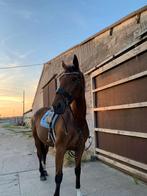 Te koop paard van 17j oud