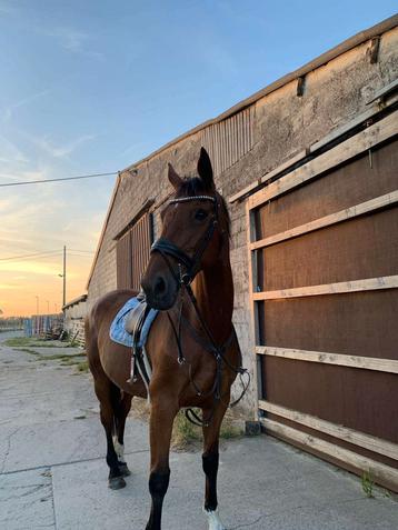 Te koop paard van 17j oud beschikbaar voor biedingen