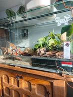 A saisir ! Grand Terrarium full équipé !, Animaux & Accessoires, Enlèvement, Utilisé, Terrarium ou Paludarium