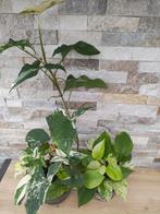 2 kamerplanten (syngonium & pothos), Huis en Inrichting, Kamerplanten, Ophalen, Halfschaduw, Minder dan 100 cm, Groene kamerplant