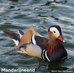 Mandarijneenden 2025, Meerdere dieren, Eend