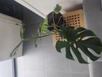 grote Monstera, Ophalen