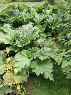 Rabarberplant, Tuin en Terras, Planten | Tuinplanten, Ophalen