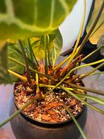 Anthurium Crystallinum x Silver Blush XXL (10in1 pot), Ophalen