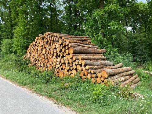 STAMHOUT LEVERBAAR | EIK, BEUK, BERK EN MEER, Tuin en Terras, Palen, Balken en Planken, Zo goed als nieuw, Verzenden