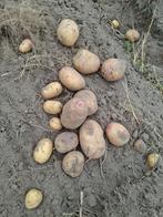 Carolus aardappel BIO, Ophalen of Verzenden