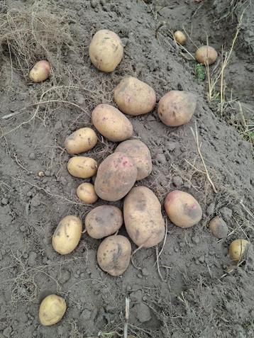 Carolus aardappel BIO beschikbaar voor biedingen
