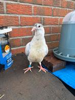 Jonge reisduiven, Animaux & Accessoires, Oiseaux | Pigeons