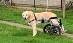 fauteuil roulant pour chien, Comme neuf, Enlèvement