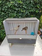 Mooi koppel mussen, Meerdere dieren, Wildzangvogel, Geringd