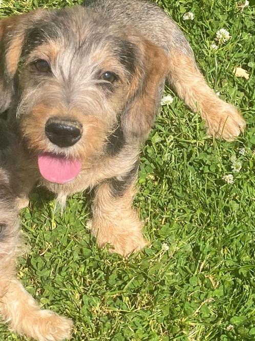 Ruwharige dwergteckel pups, Dieren en Toebehoren, Honden | Teckels en Dashonden, Meerdere dieren, Ruwhaar, Dwerg, Fokker | Professioneel