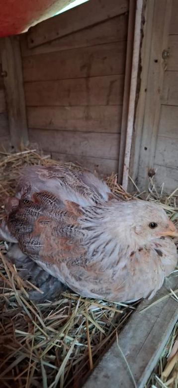 Brahma Zalm (groothoender) hennetjes