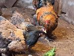 Broedeieren brahma goud zwart groothoender, Dieren en Toebehoren, Pluimvee, Meerdere dieren, Kip