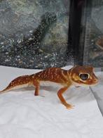 Leuke Nephrurus vertebralis, Dieren en Toebehoren, Reptielen en Amfibieën, Amfibie