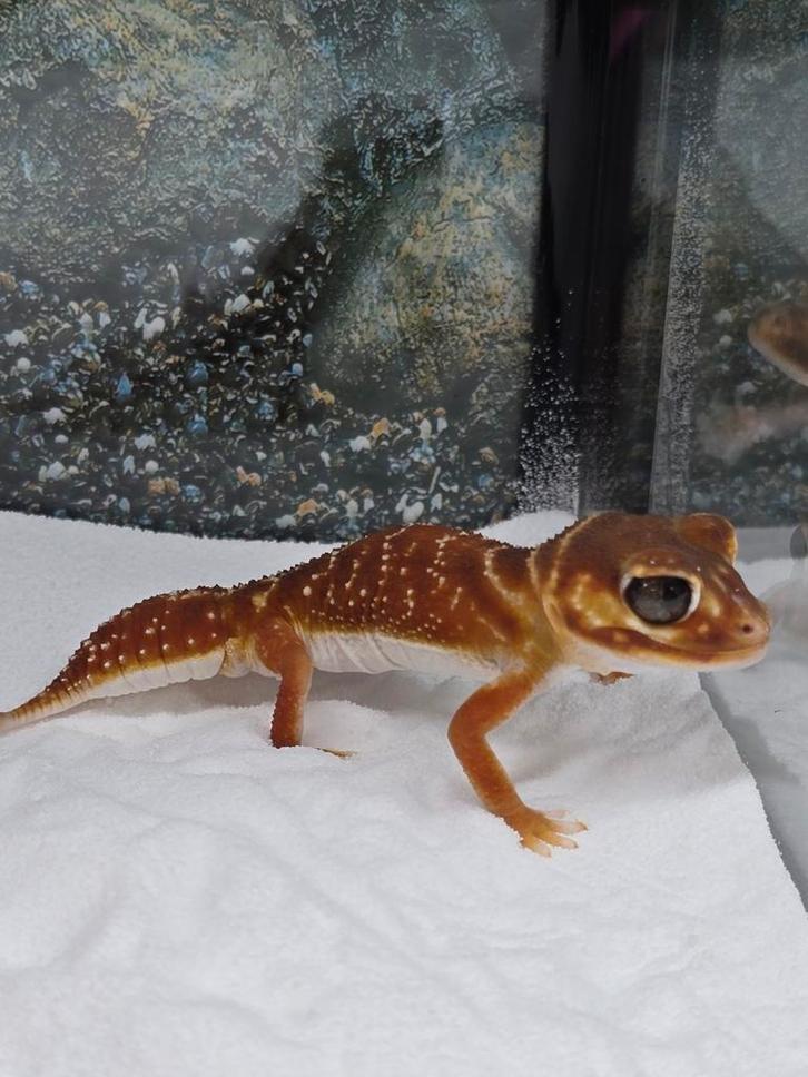 Leuke Nephrurus vertebralis, Dieren en Toebehoren, Reptielen en Amfibieën, Amfibie