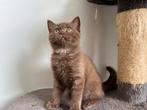 Brits Korthaar kitten met stamboom, Dieren en Toebehoren, Poes, Gechipt, 0 tot 2 jaar