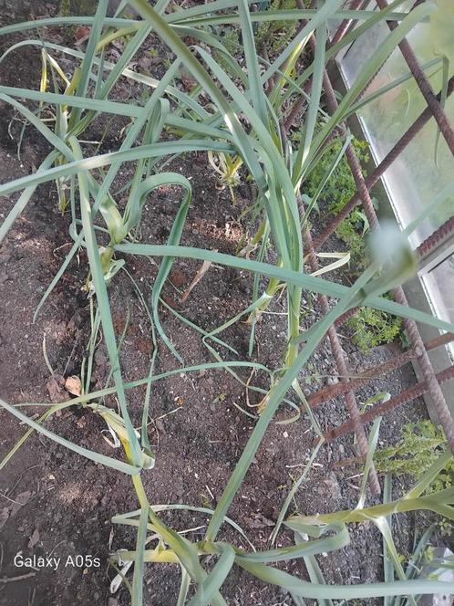 Oerprei, Tuin en Terras, Planten | Tuinplanten, Ophalen of Verzenden