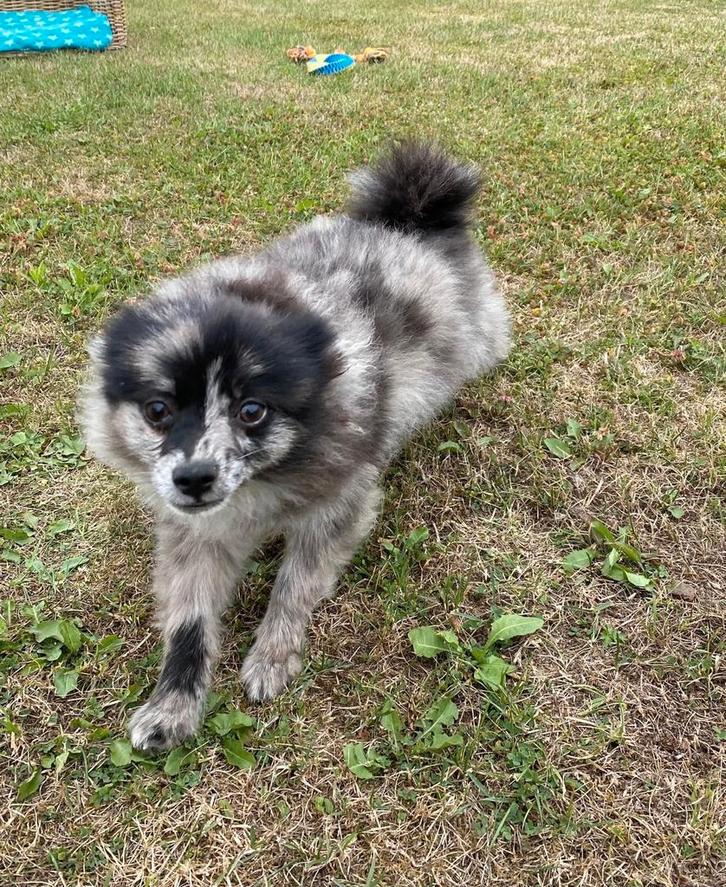 Duitse spitz / kleinkees, Dieren en Toebehoren, Honden | Poolhonden, Keeshonden en Oertypen, Reu, Keeshond, Fokker | Professioneel