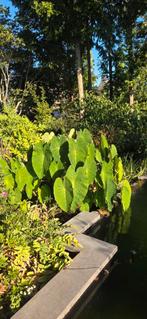 Colocasia 'Pink China', Tuin en Terras, Planten | Tuinplanten, Ophalen of Verzenden