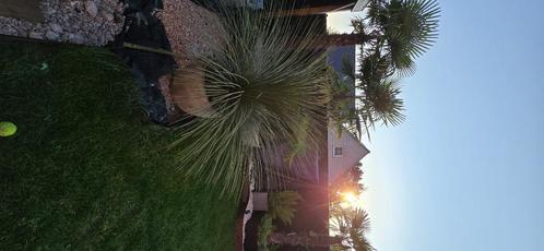 Mexicaanse waaierpalm inclusief pot, Tuin en Terras, Planten | Tuinplanten, Vaste plant, Overige soorten, Volle zon, Zomer, Ophalen