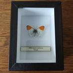 vlinder, Ophalen of Verzenden, Insect, Opgezet dier