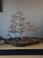 Prachtig bos bonsai larix, Tuin en Terras, Ophalen