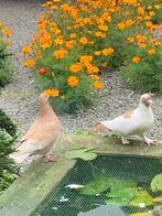 Sierduiven, Meerdere dieren