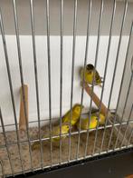 Sijs isabel, Dieren en Toebehoren, Meerdere dieren