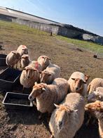 Schapen houtlanders, Dieren en Toebehoren, Schapen, Geiten en Varkens, Schaap