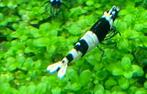 Crevettes Panda (noir - blanc), Caridina | Livraison, Homard, Crabe ou Crevette, Poisson d'eau douce