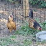 Antwerpse Baardkriel Haantjes, Dieren en Toebehoren, Pluimvee