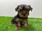 Chiots Yorkshire Terrier - taille petite, Yorkshire Terrier, Parvovirose, Plusieurs, Belgique